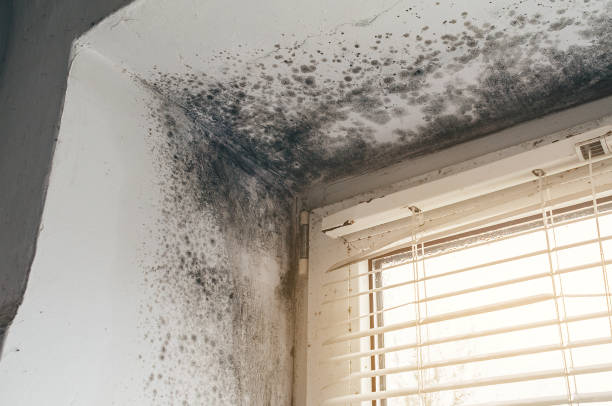 Affordable Black Mold Remediation solutions in Longmont, CO